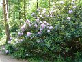 Rhododendron bokor
